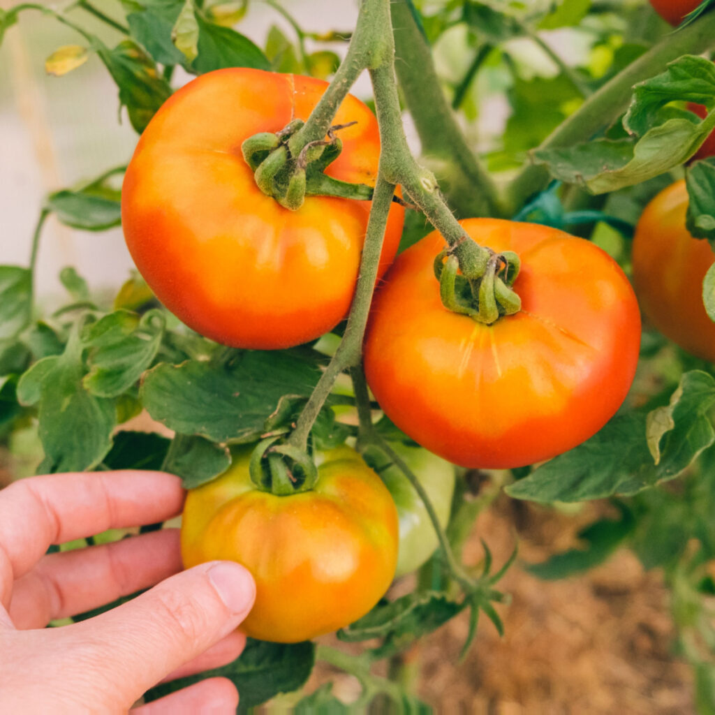 A hand picking a tomato that isn't completely ripe.