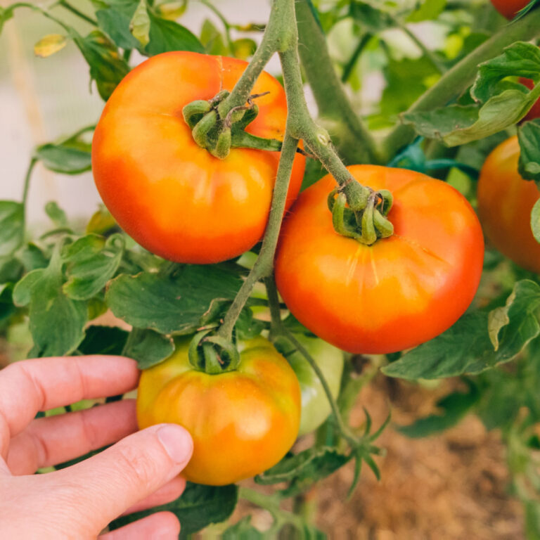 How To Know When To Pick Tomatoes At The Right Time
