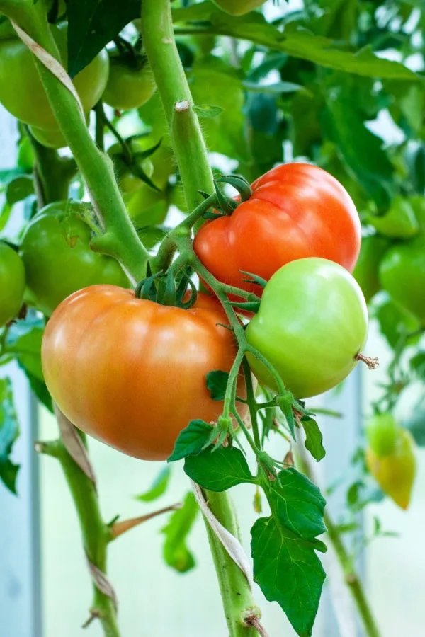 Showing tomatoes that have yet to start ripening next to one that is already ripe and one that is just starting to ripen.