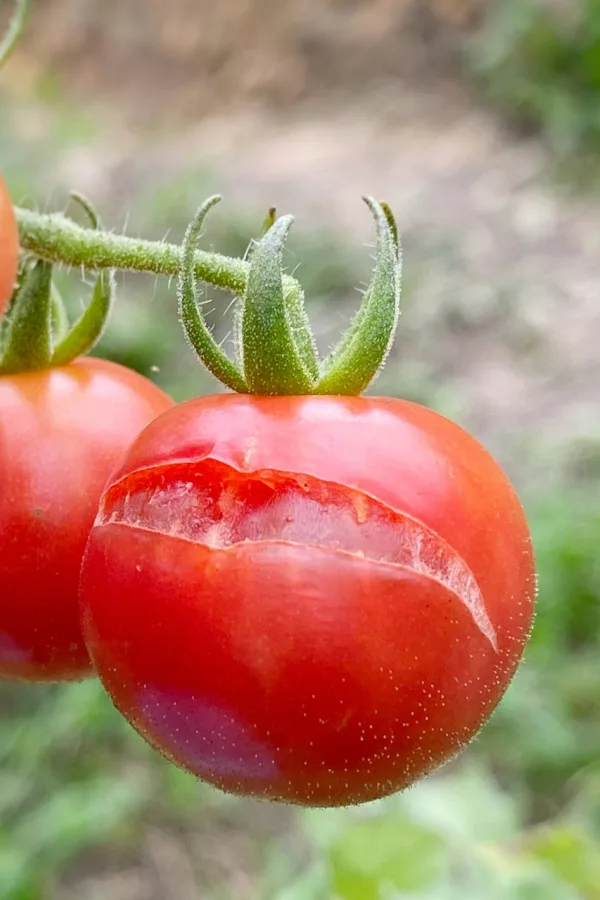 A tomato that has been split due to overwatering or rain.