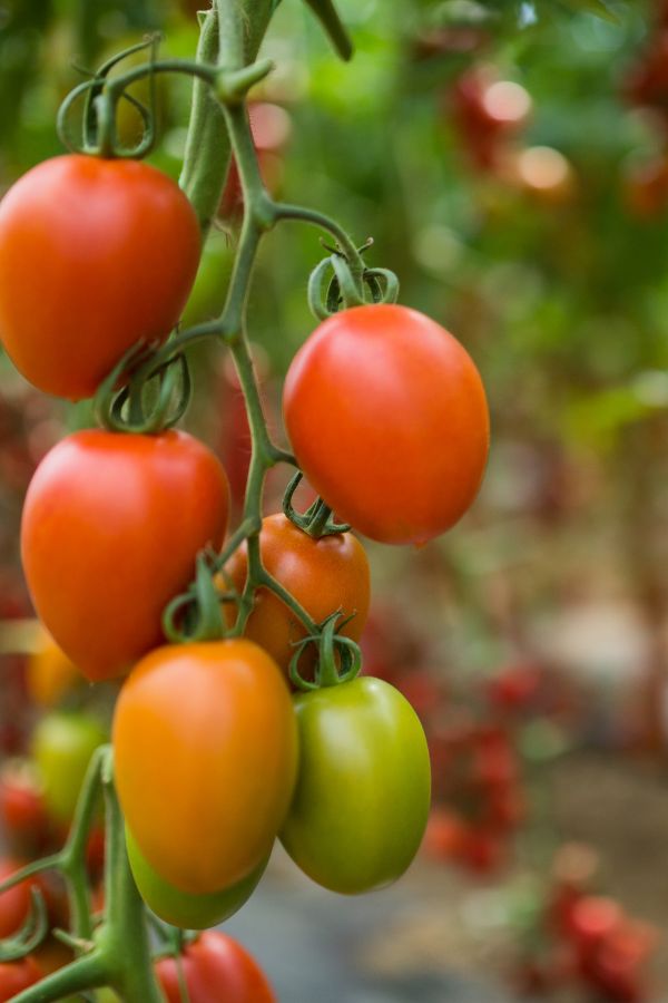 amish paste tomatoes