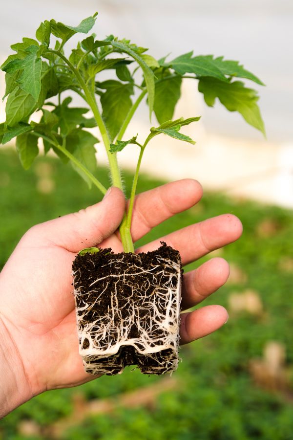 tomato plant root system