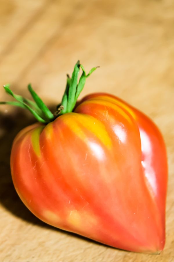 fresh oxheart tomato 