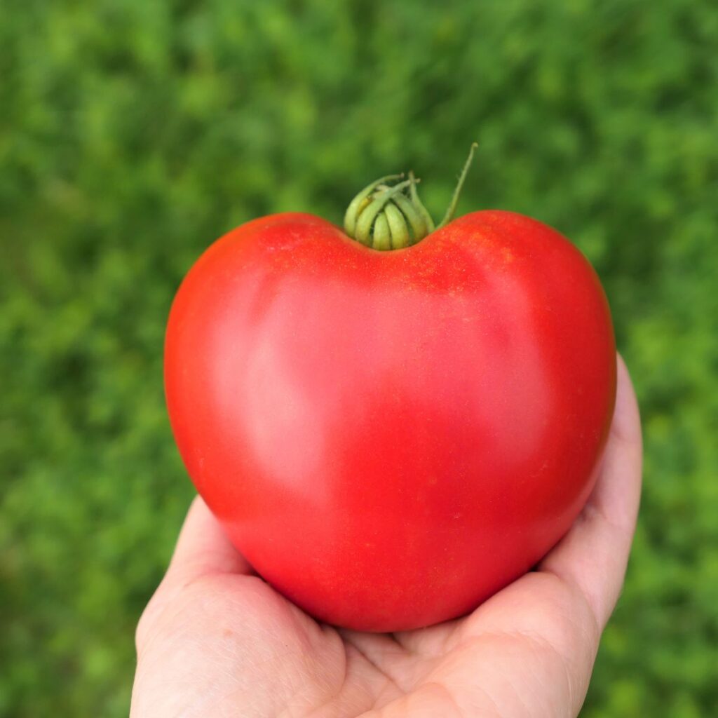 How to grow oxheart tomatoes