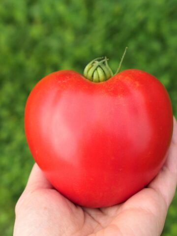 How To Grow Oxheart Tomatoes