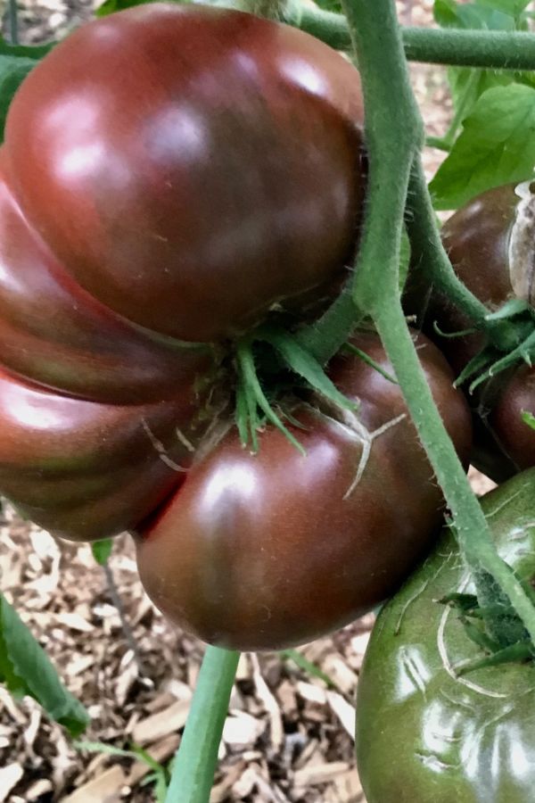 Cherokee Purple tomato on vine