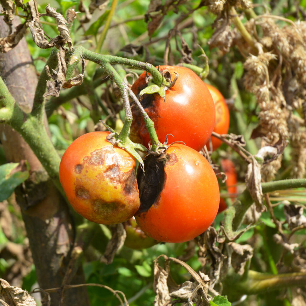 Tomato blight taking over ripe tomatoes and the foliage of the plant.