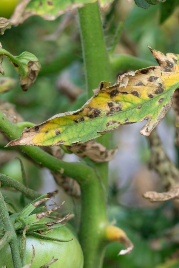 The start of tomato blight on the leaves of a plant.