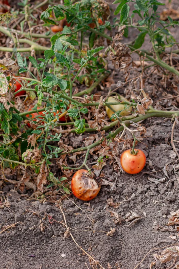 Dead tomato plants on the ground from late-season tomato blight 