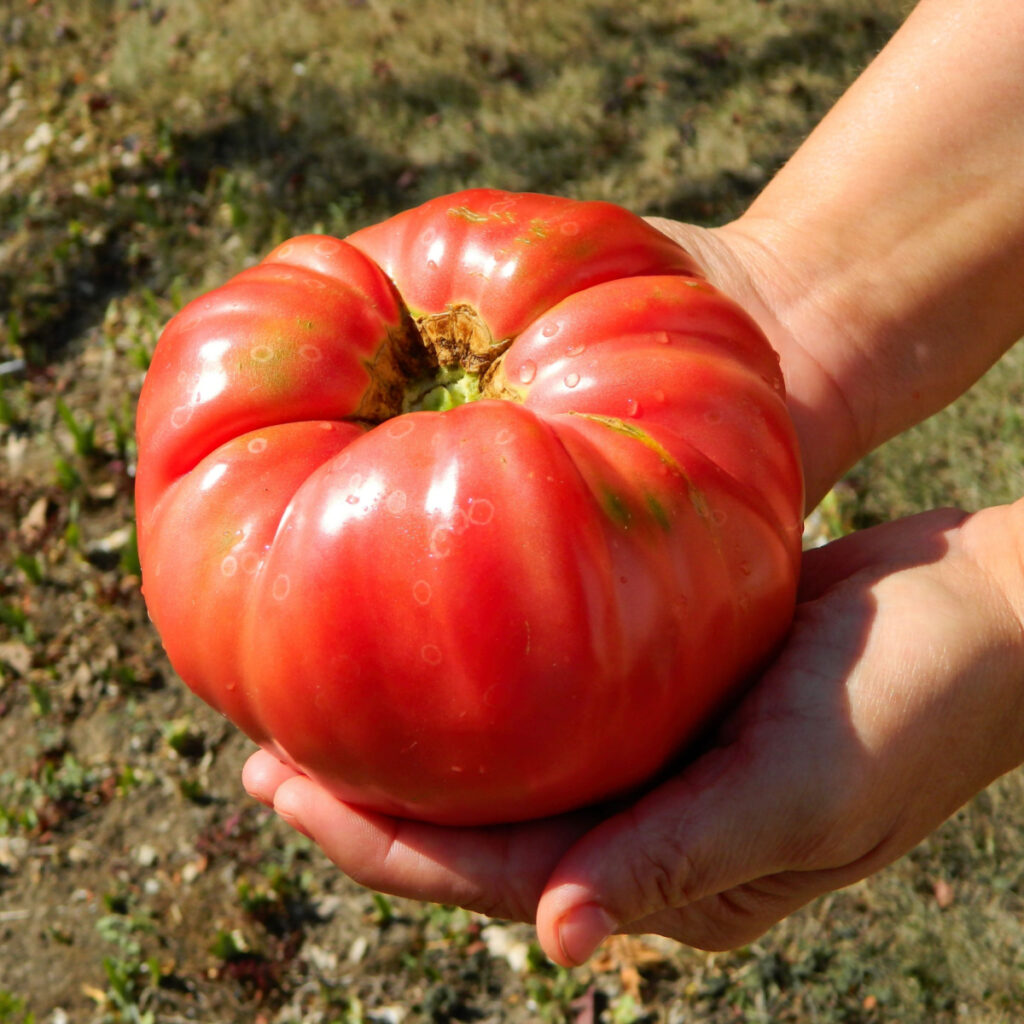 two hands holding onto a brandywine tomato
