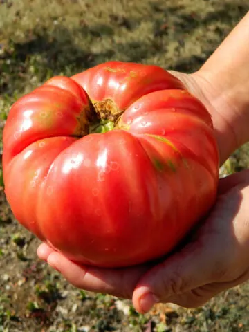 A large brandywine tomato