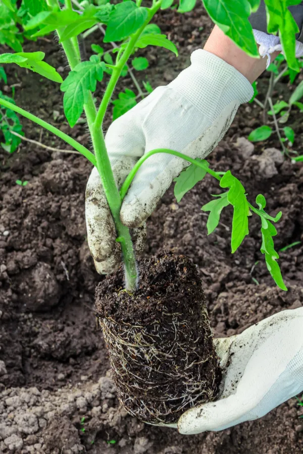 two white gloves holding a tomato plant ready to be buried and grown. 