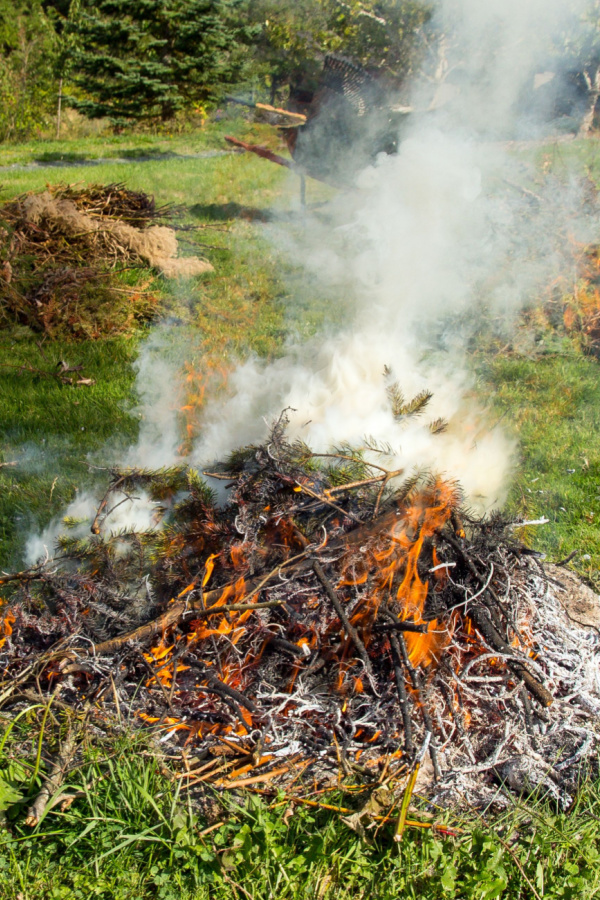 A pile of tomato plants and other garden waste being burnt in the fall