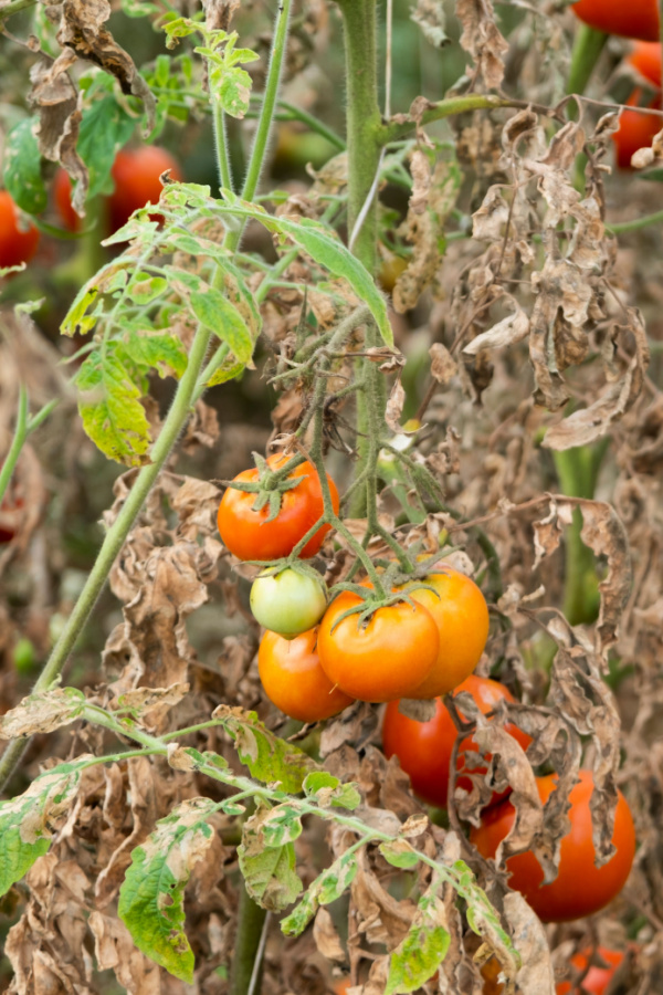 Several diseased and dying tomato plants in the fall