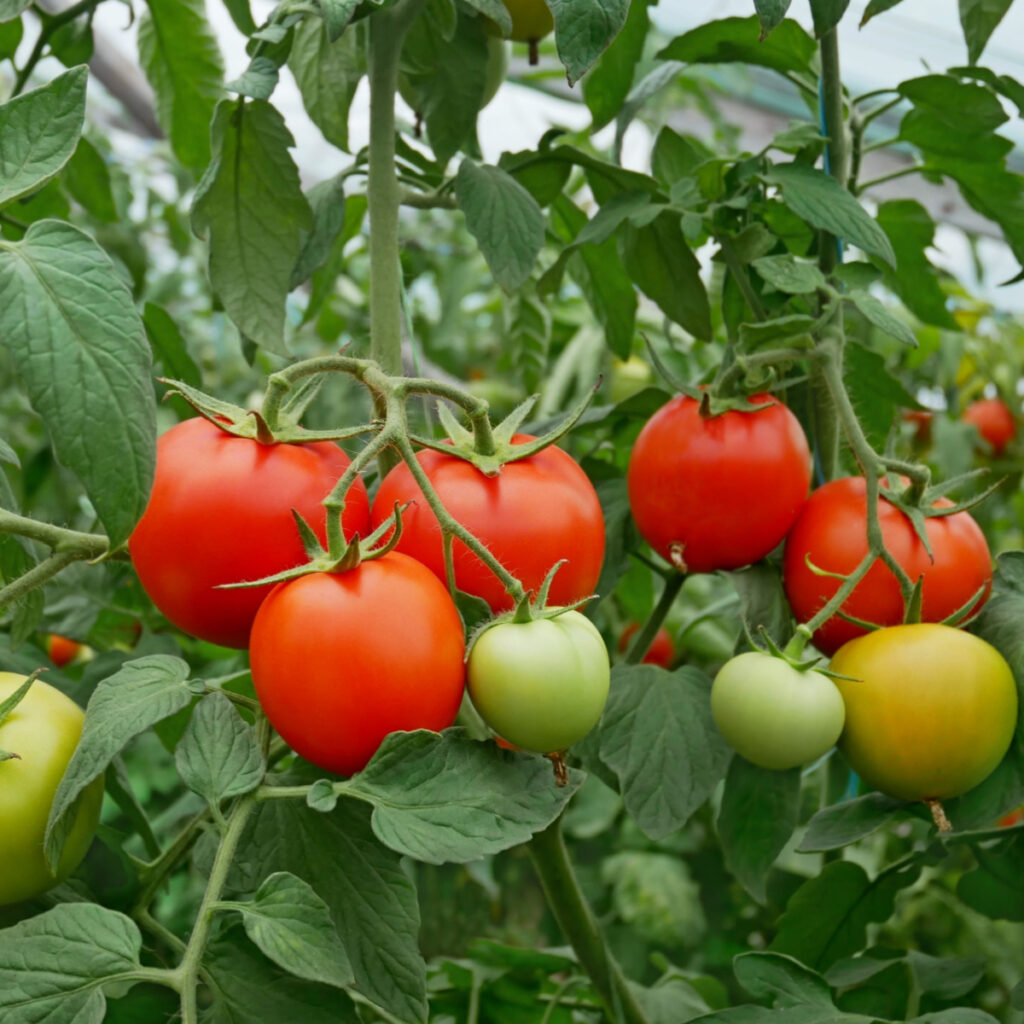 Lots of ripening tomatoes on healthy plants 
