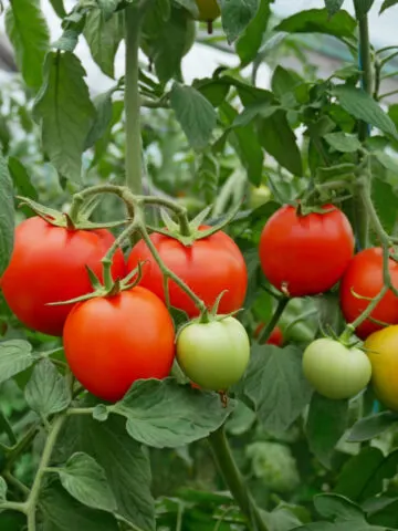 Healthy tomato plants with ripening tomatoes