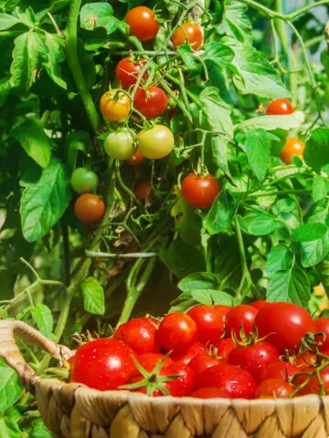 A basket of cherry tomatoes in front of healthy tomato plants