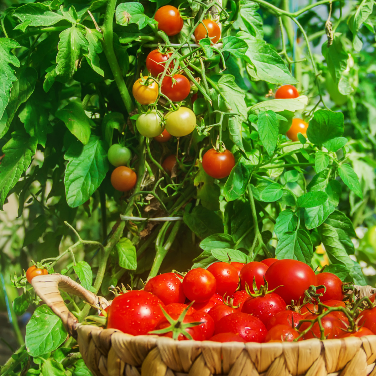 How To Grow Your Own Tomato Plants