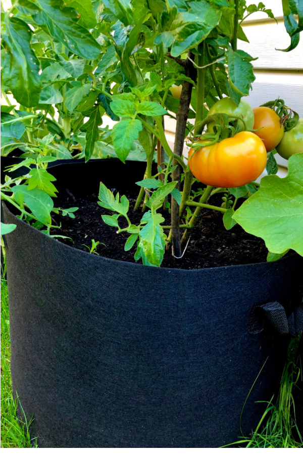 A grow bag with a tomato plant growing in it.