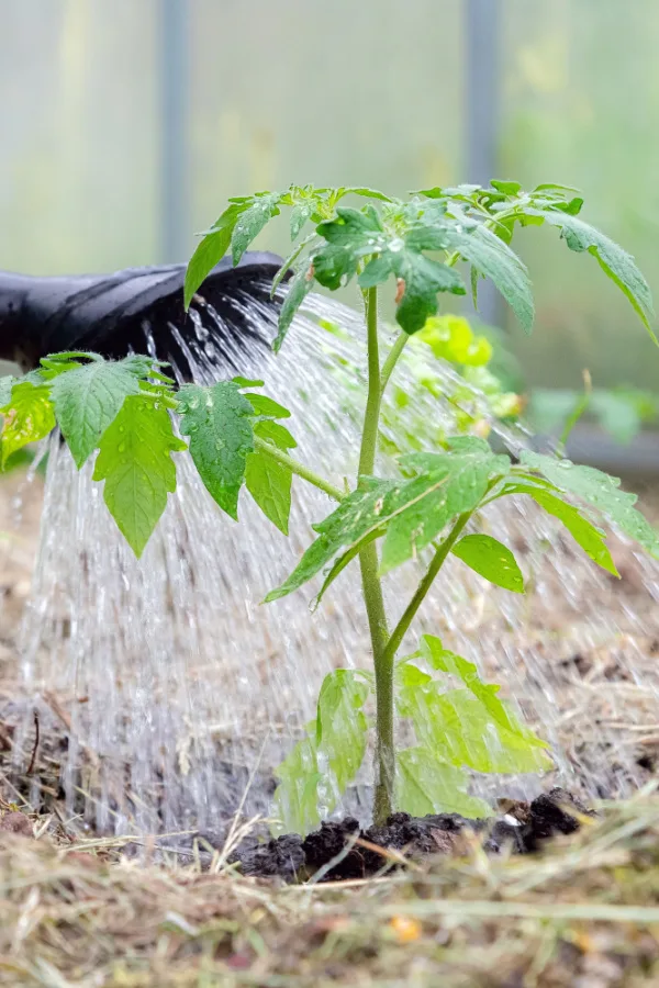 Tomato seedling being watered with a watering can.