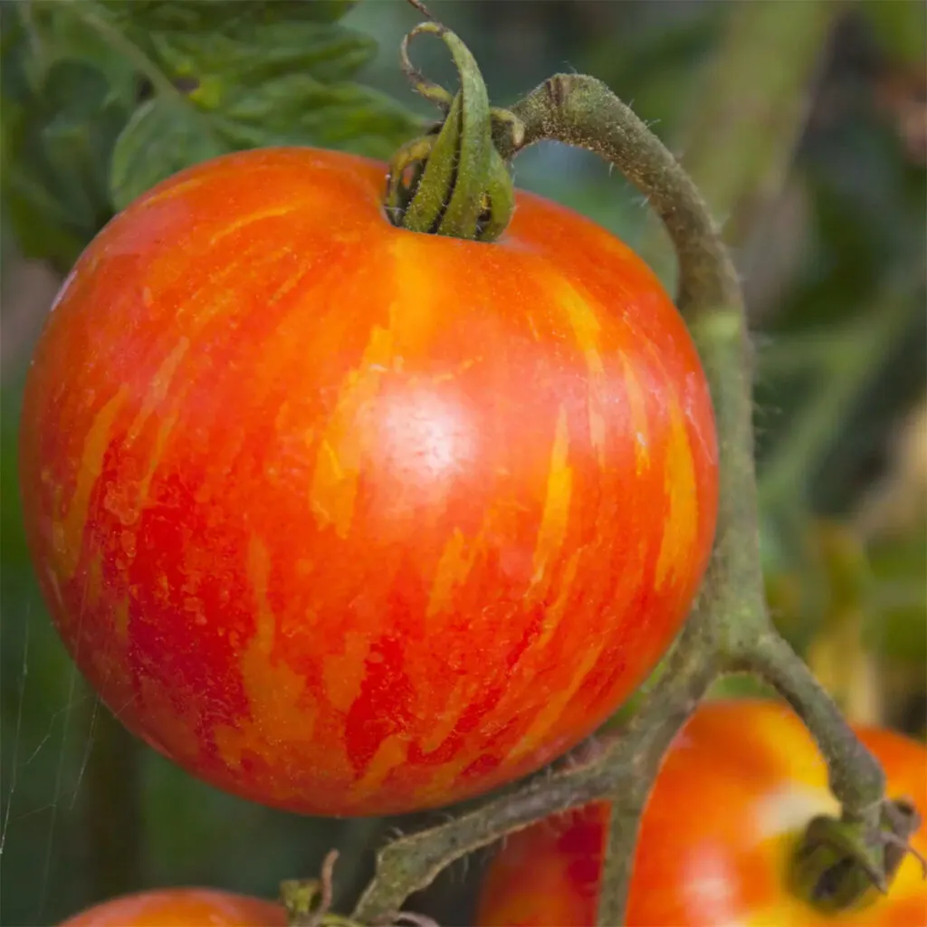 Mr. Stripey tomatoes growing on a vine.