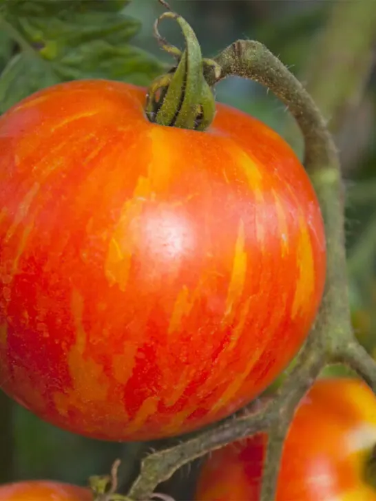 Mr. Stripey tomatoes growing on a vine.