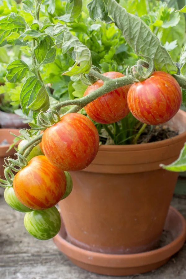 A United Kingdom Mr. Stripey tomato variety
