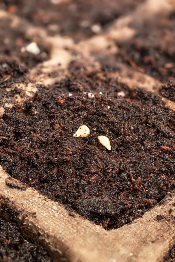 Tomato seeds in indoor seed starting soil and containers.