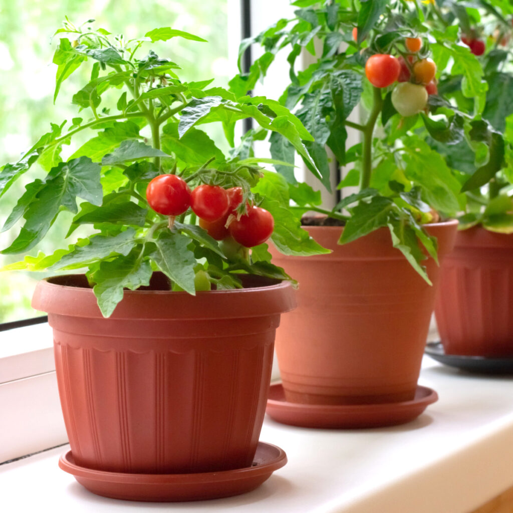 Three cherry tomato plants with ripe tomatoes growing in containers indoors. 