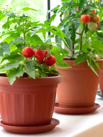 Three cherry tomato plants with ripe tomatoes growing in containers indoors.