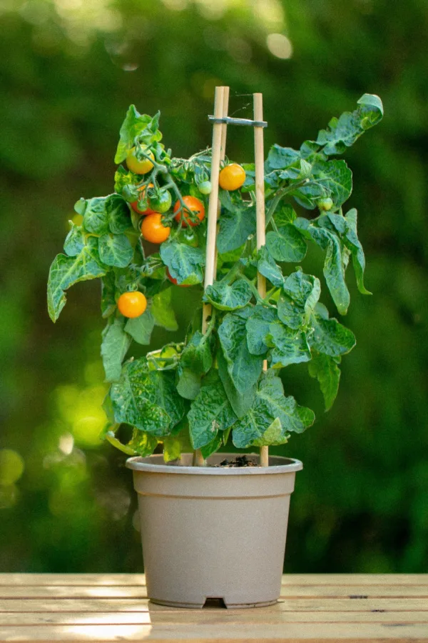 A potted tomato plant sitting on a wooden deck or table.