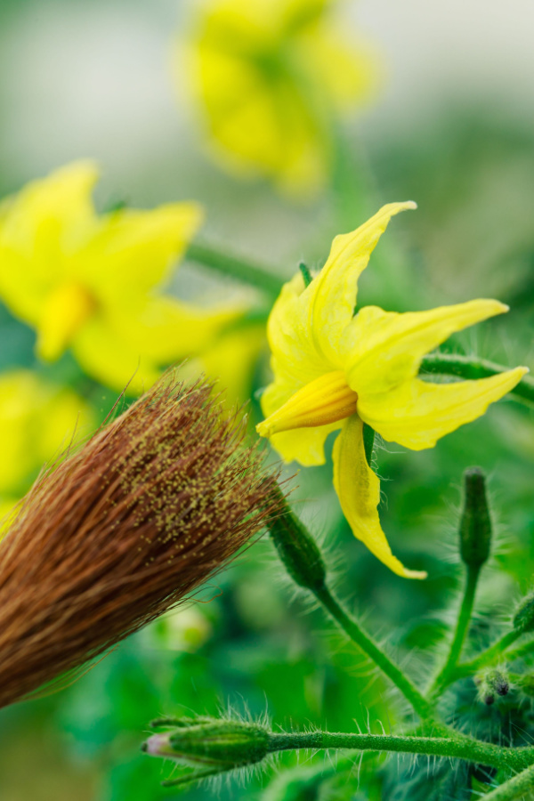 A brush with pollen on it pollinating tomato blooms.