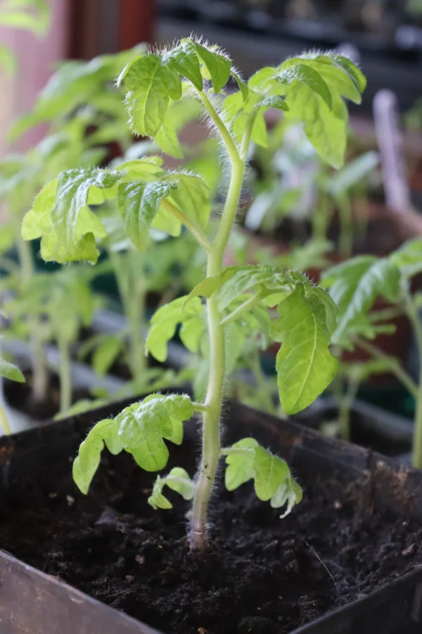 A seedling that needs transplanted in a small seed starting container.