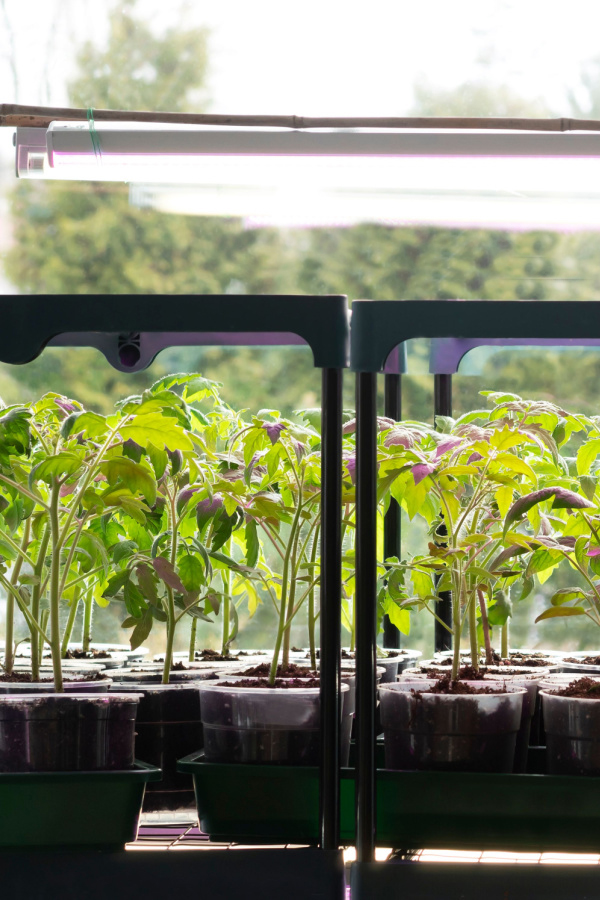 Tomato seedlings underneath shop lights.