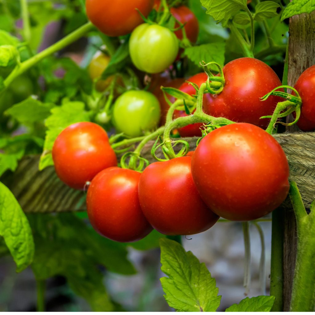 Ripe indeterminate or determinate tomatoes on healthy green tomato plants