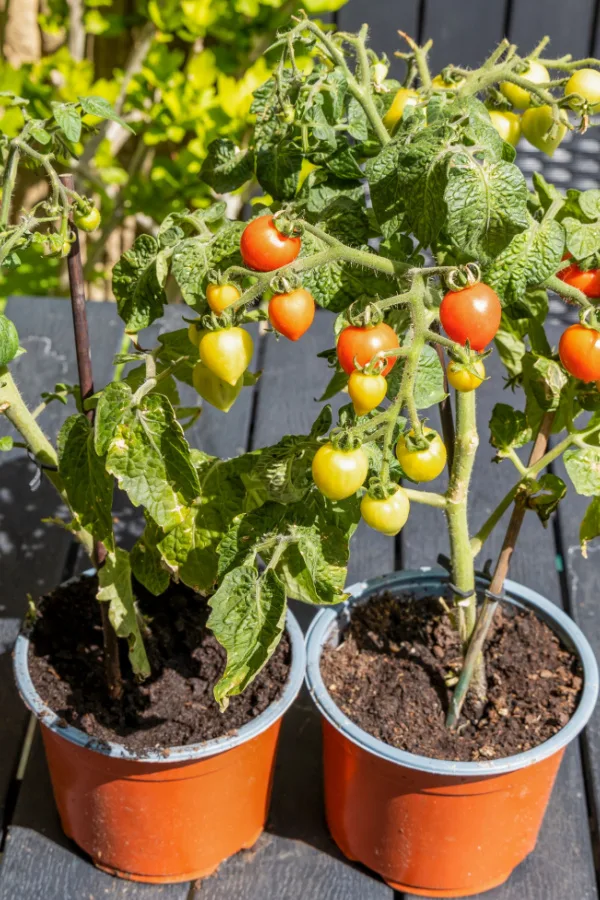 Two dwarf tomato plants growing in containers on a deck.