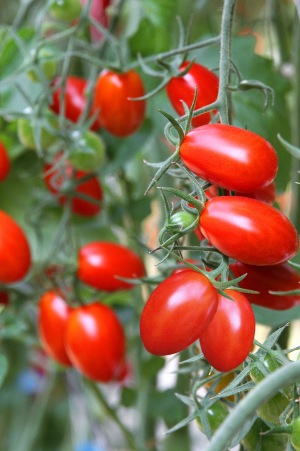 Several ripe roma tomatoes on the vine