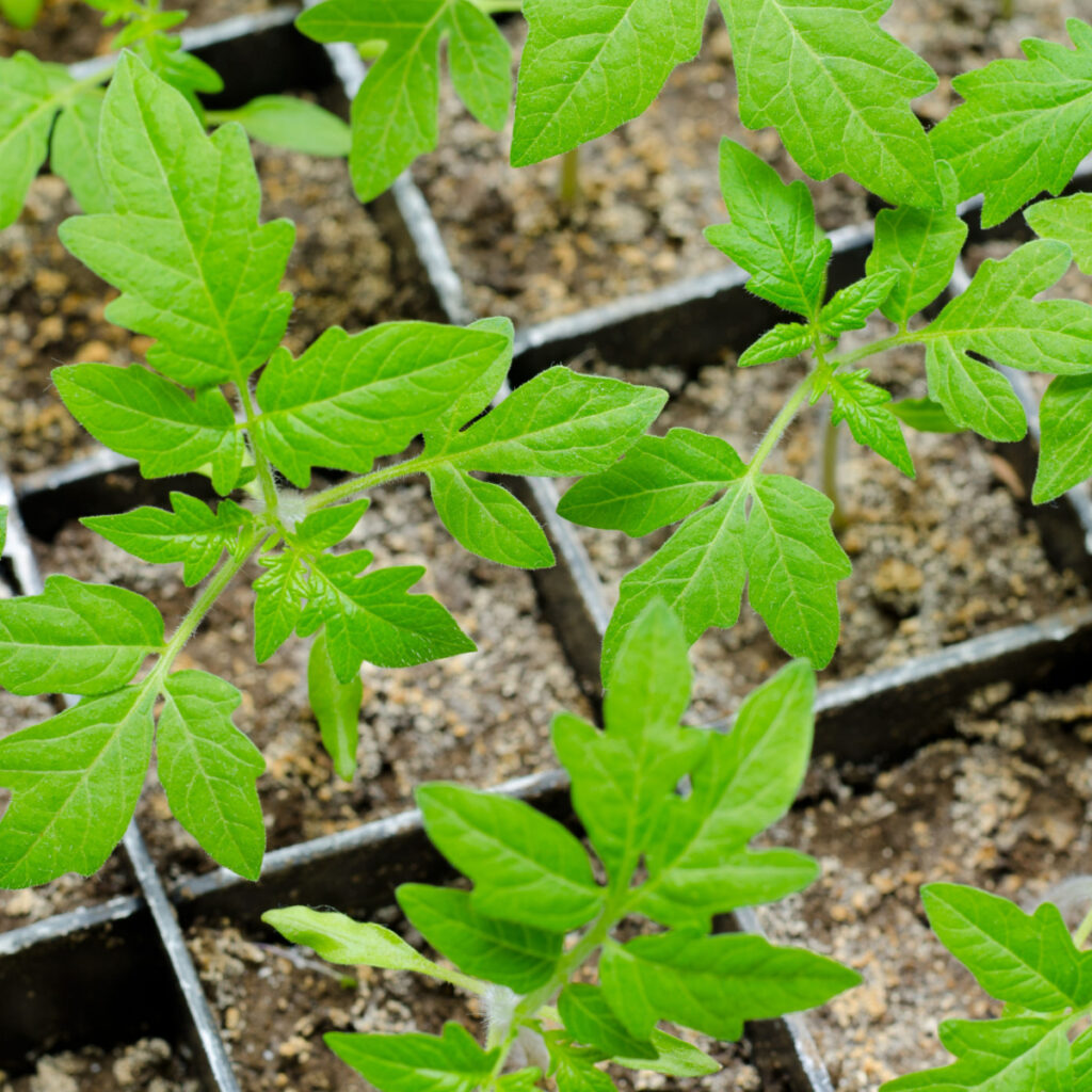 Tomato seedlings growing in small containers, part of what you need to grow plants.