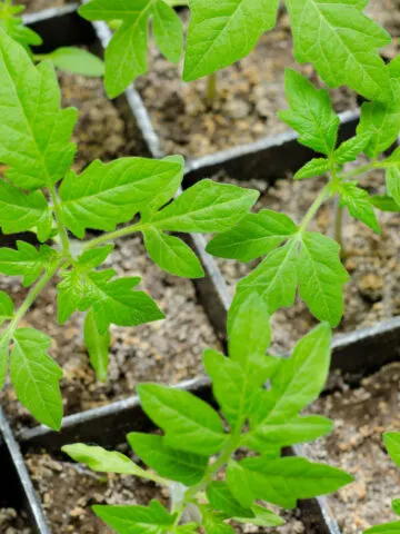 Tomato seedling plants growing in containers
