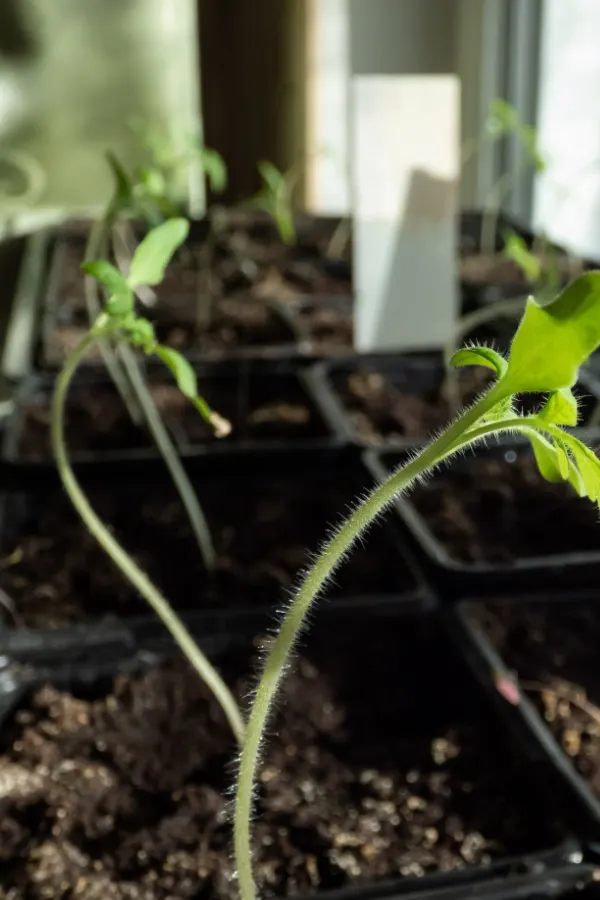 Thin and very leggy tomato seedling plants.