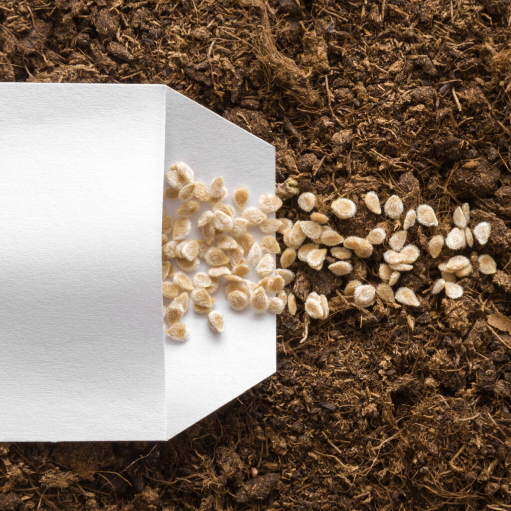 A white envelope with tomato seeds stored inside spilling out of it onto brown soil.