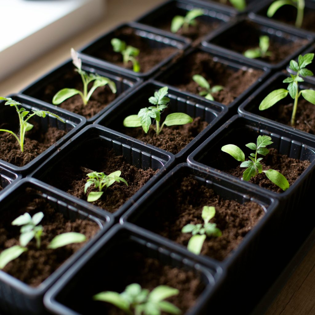 Tomato seedlings growing indoors in grow cells.