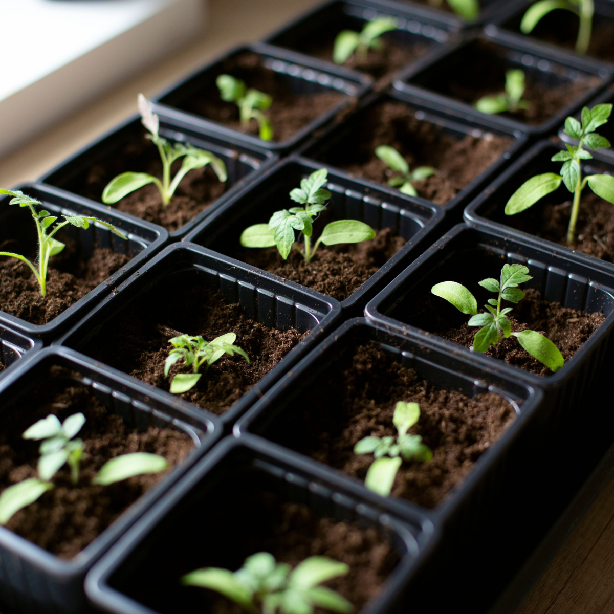 The Best Way To Start Tomato Seeds Indoors - Grow Great Plants!