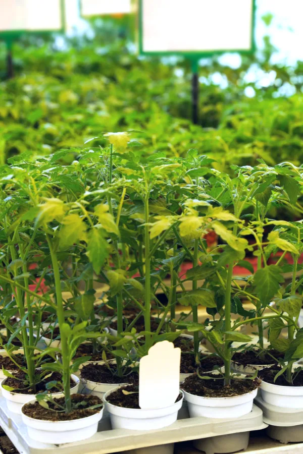 Nursery-grown tomato seedlings in white row pots. 