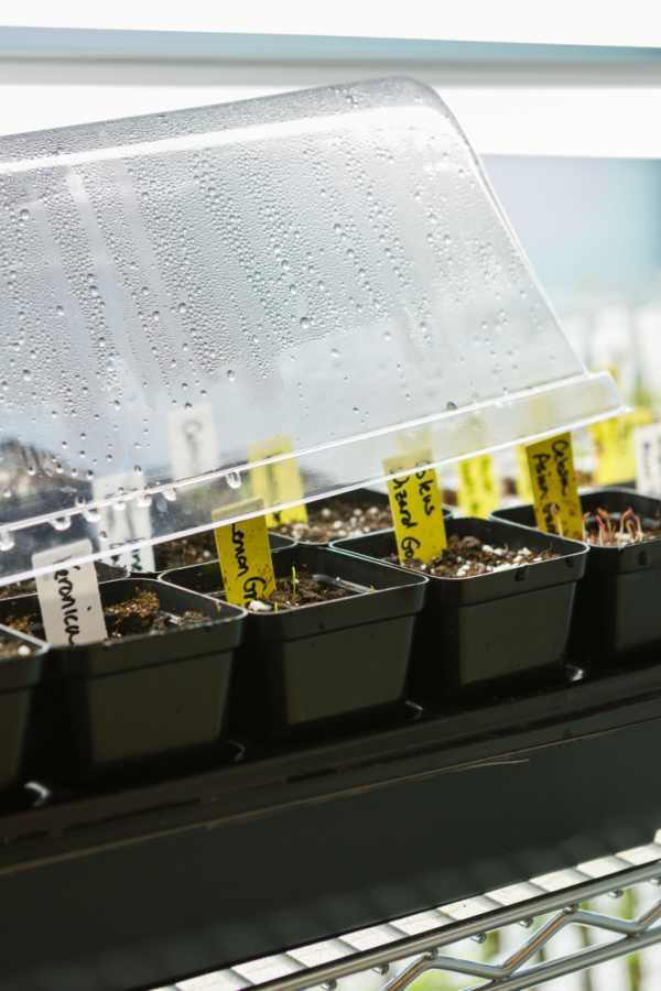 Seed starting trays with a plastic cover on top. The Best Way To Start Tomato Seeds Indoors