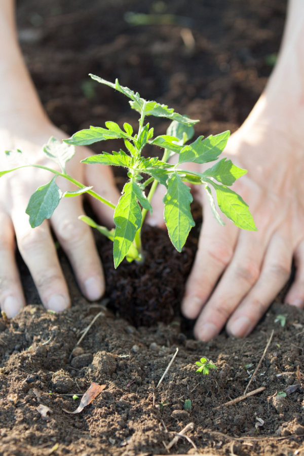 Planting Tomatoes - The Best Way To Start Tomato Seeds & plants Indoors