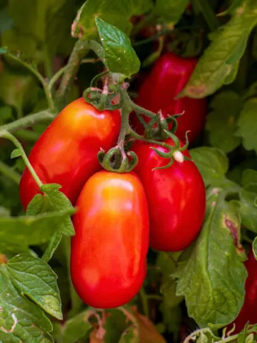 growing san marzano tomatoes