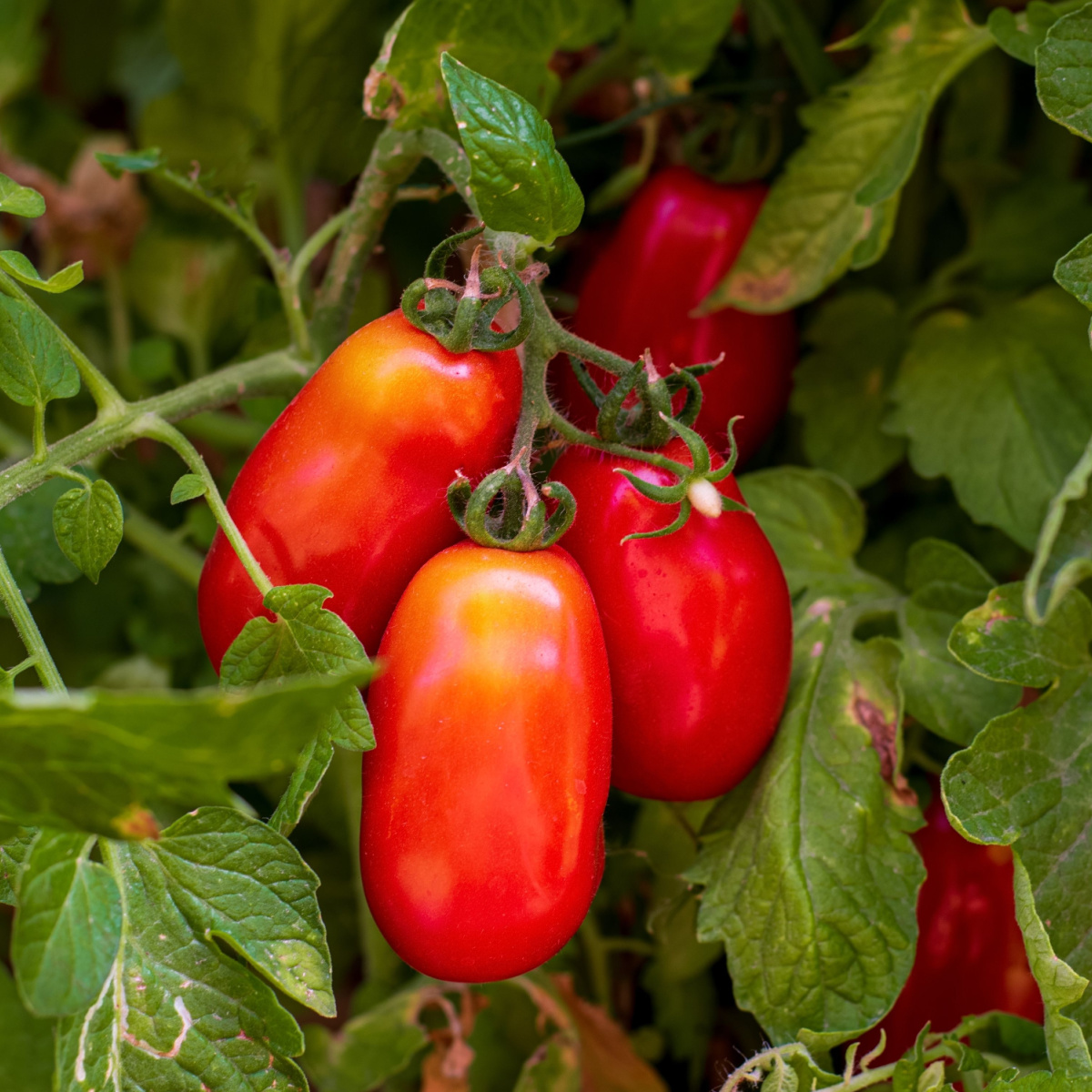 How to Grow San Marzano Tomatoes at Home - Featured Image