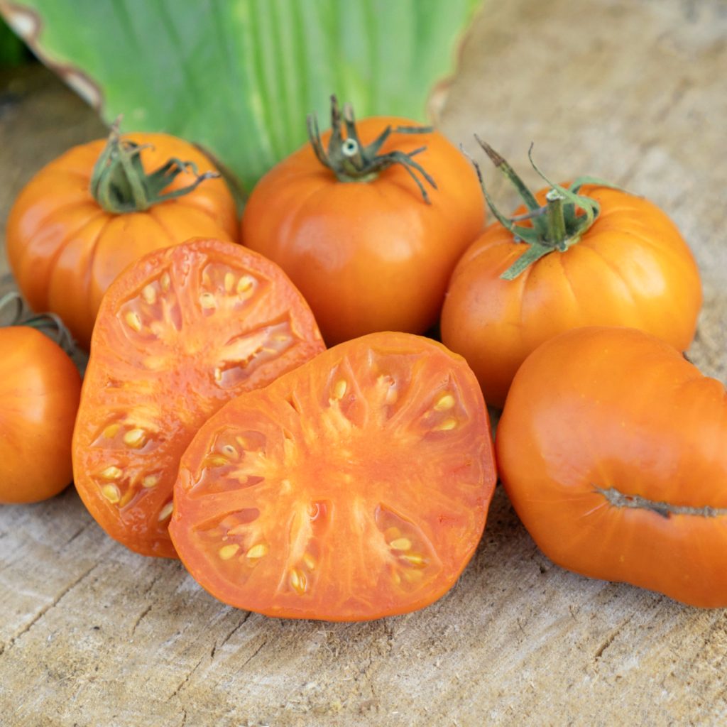 Several ripe Amana Orange tomatoes sitting on a wooden table with one sliced in half.