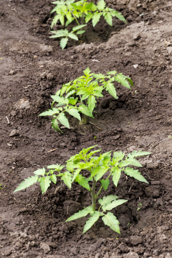 Amana Orange tomato transplants recently planted in the garden with good spacing between each plant.